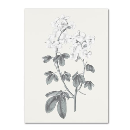 Wild Apple Portfolio 'Neutral Botanical III' Canvas Art,35x47